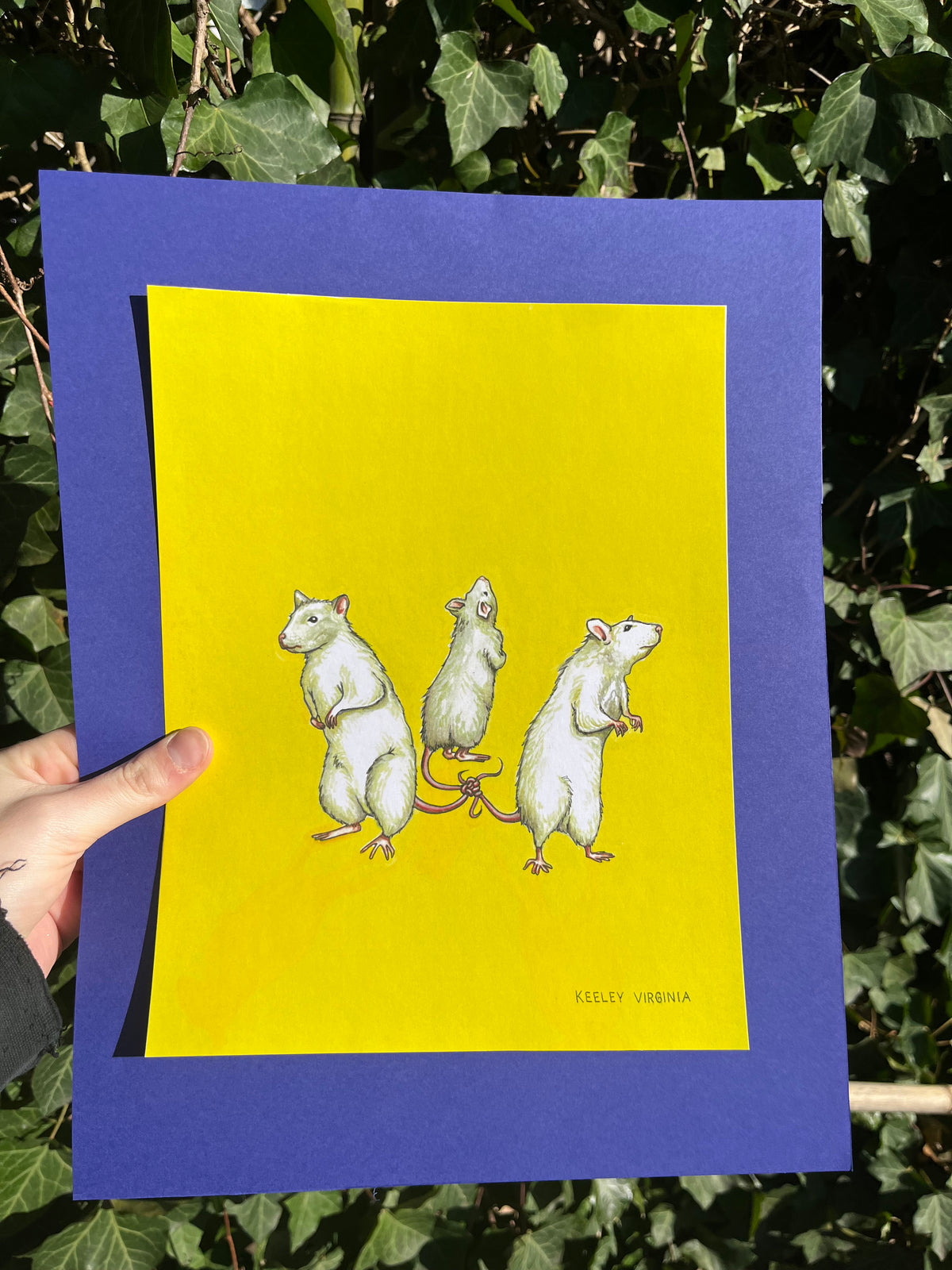 Mice